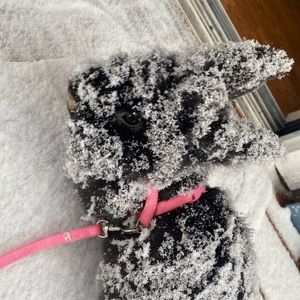 Meet your Posher, Alicia